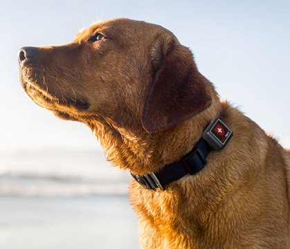 Kleinster GPS Tracker für Hunde, Katzen, Kinder – GPS Sender Mini – – kleinster GPS