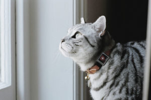 Katze mit GPS Tracker