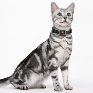 Katze mit Swisstrack GPS Tracker