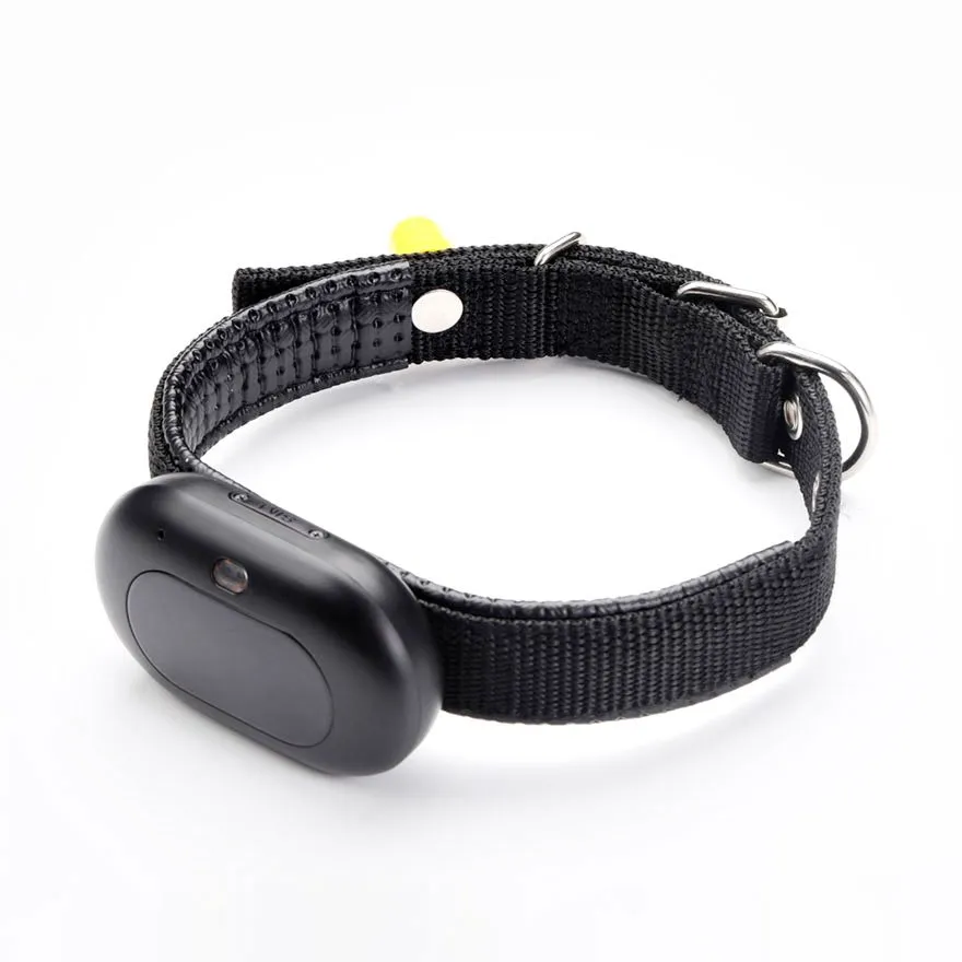 GPS Tracker für Hunde und Katzen 4G ohne Abo am Halsband befestigt
